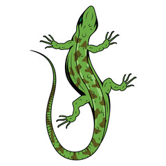 Lizard. Vector illustration of a small reptile. Gecko logo