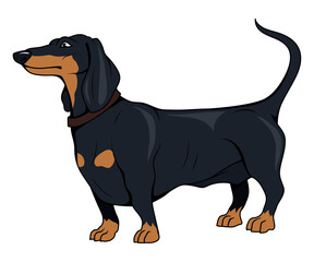 Dachshund. Vector illustration of a dog. Hunting burrow dog