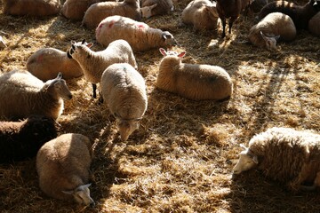 Sheep in sunlight