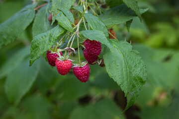 fresh summer red raspberries