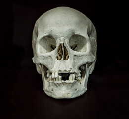 real human skull on black