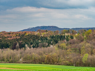 Blühende Bäume im Mischwald im Frühjahr