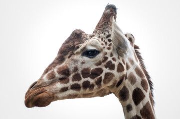 Rothschild Giraffe Head Side Profile