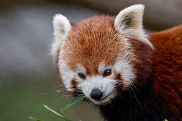 Red Panda Feeding on Bamboo Shots