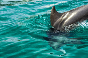 a very cute playful dolphin in the water