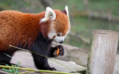 Red Panda Feeding on Bamboo Shots