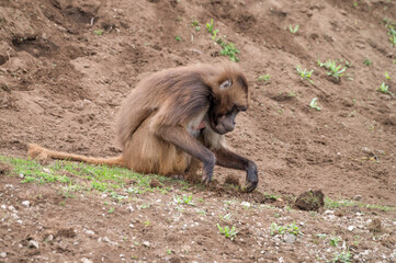 Gelada Monkey Foraging in the Ground