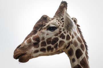 Rothschild Giraffe Head Side Profile