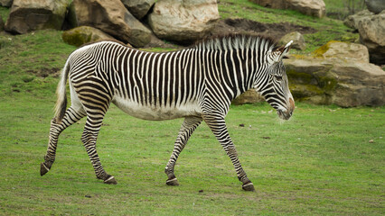 Grevy's Zebra Walking on Grass