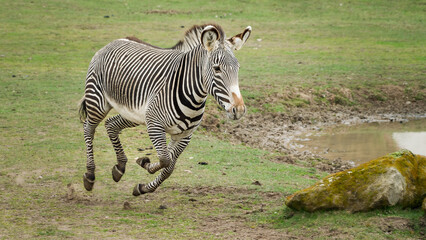 Grevy's Zebra Running on Grass