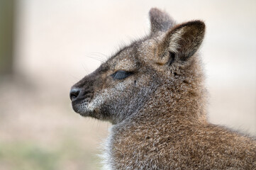 Fototapeta premium Close Up Wallaby Side Profile