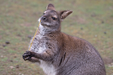Wallaby Chewing on a Stick