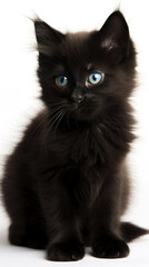 Naklejka na ściany i meble Black cat kitten looking at the camera, isolated on white