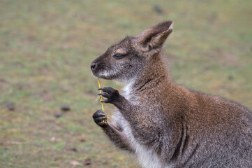 Wallaby Chewing on a Stick