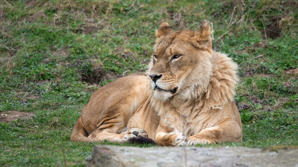 Female Lion Resting on Grass