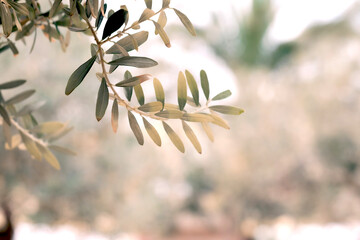 olive tree branch - 594084934