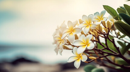 Branch of frangipani - plumeria - flowers on tropical beachfront, closeup, with copy space - 594085128