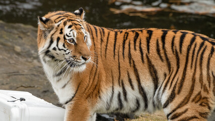 Fototapeta na wymiar Amur Tiger Looking over its Shoulder