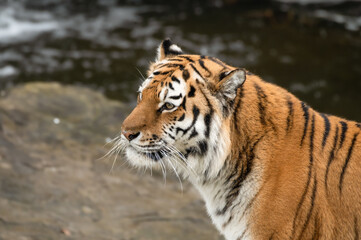 Fototapeta na wymiar Amur Tiger Close Up