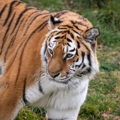 Fototapeta na wymiar Amur Tiger Close Up