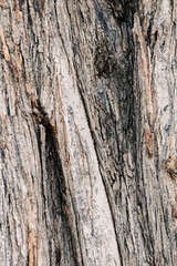 bark of an olive tree - 594085305