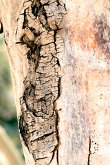 bark of an olive tree - 594085326