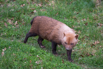 Bush Dog Walking Along a Path