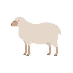 Vector flat hand drawn sheep isolated on white background