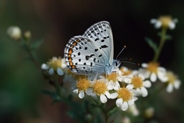 Plakat butterfly on flower. Generative AI