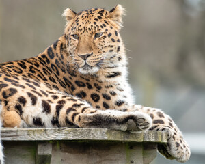 Amur Leopard Resting on a Wooden Platform