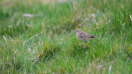 Meadow Pipit Searching for Insects