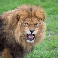 Obraz premium Male Lion Snarling