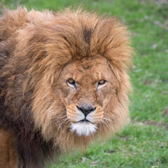 Obraz na płótnie Canvas Male Lion Looking at Camera
