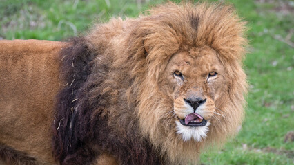 Male Lion Looking at Camera