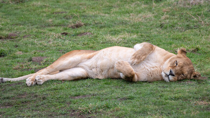 Female Lion Rolling on Grass