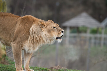 Female Lion Growling