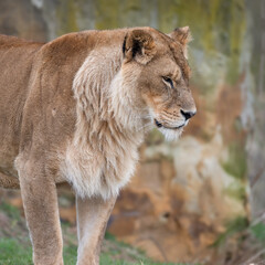 Female Lion Growling
