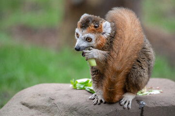 Male Crowned Lemur Sitting on the Ground Feeding