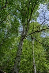 Obraz premium rock creek park