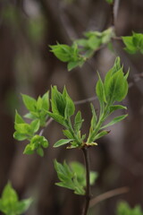 budding and flowering of trees in the park