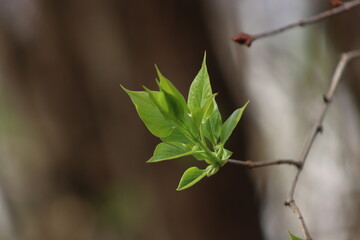 budding and flowering of trees in the park
