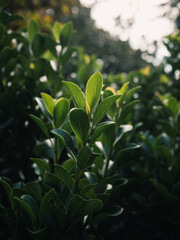 Obraz premium Green leaves