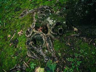 green moss on the tree