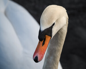 Obraz premium Adult Swan Close-Up Front View