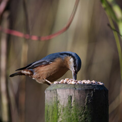 Nuthatch Feeding on an Old Fence Post