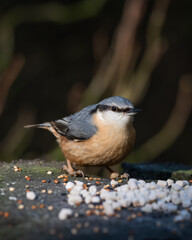 Nuthatch Feeding on an Old Tree Stump