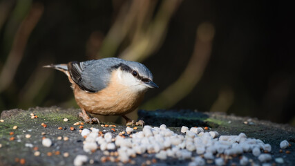 Fototapeta premium Nuthatch Feeding on an Old Tree Stump