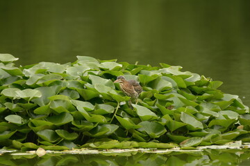 Juvenile Green Heron on lily pads