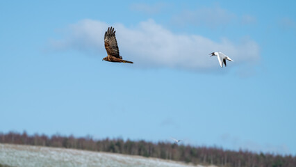 Black Headed Gull Chasing a Red Kite