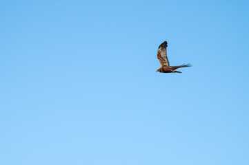 Red Kite Soaring Across the Sky
